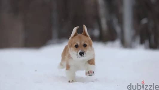 Welsh corgi pembroke boy from Russia