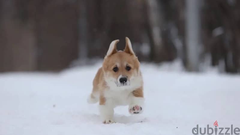 Welsh corgi pembroke boy from Russia 0