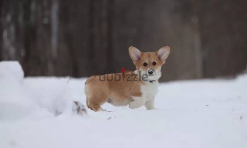 Welsh corgi pembroke boy from Russia 1