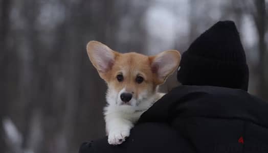 Welsh corgi pembroke boy from Russia