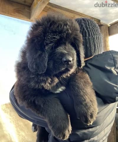 Tibetan mastiff puppies black females from Russia