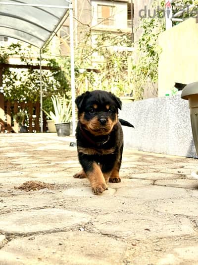 Rottweiler puppy 45 days male top breed