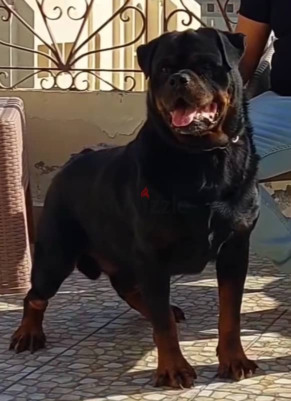 Rottweiler puppy male top breed birth date 1/12/2024 1