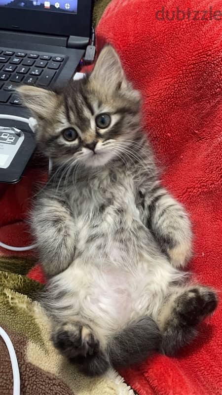 قطه شيرازي مون فيس. shirazi female cat 0