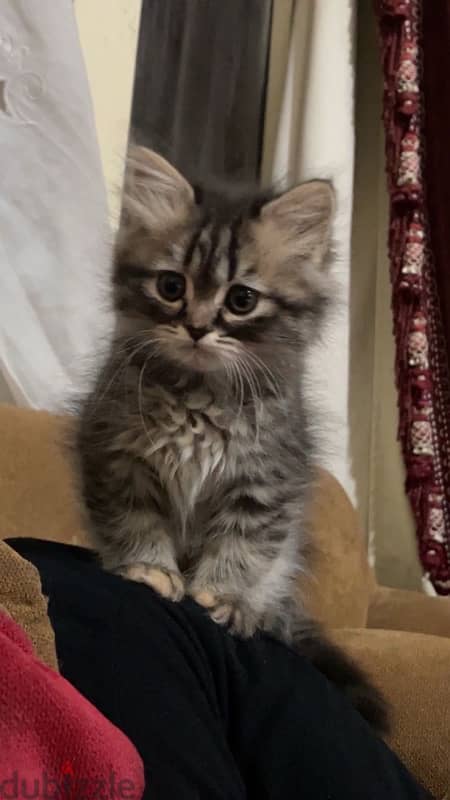 قطه شيرازي مون فيس. shirazi female cat 1