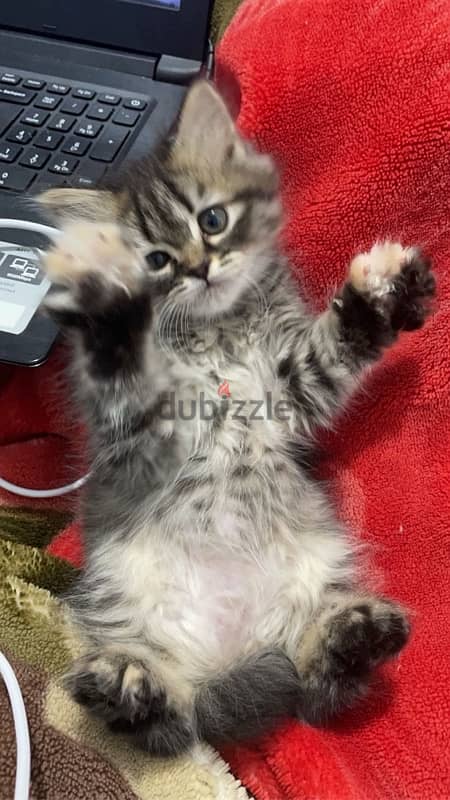 قطه شيرازي مون فيس. shirazi female cat 3