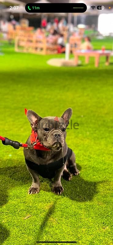 imported female french bulldog blue with top quailty