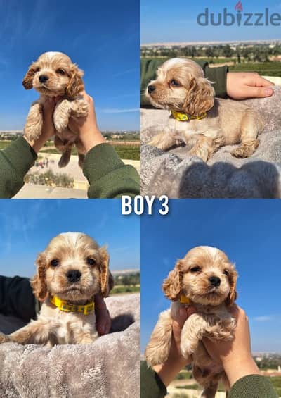 pure American cocker spaniel puppies جراوي كوكر سبانيل بيور