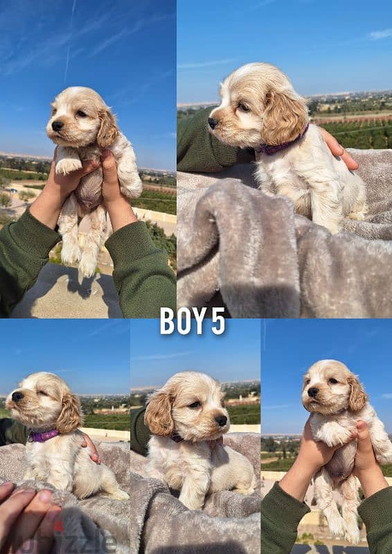 pure American cocker spaniel puppies جراوي كوكر سبانيل بيور 2