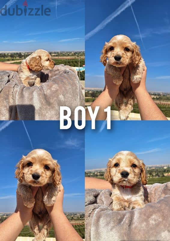 pure American cocker spaniel puppies جراوي كوكر سبانيل بيور 3