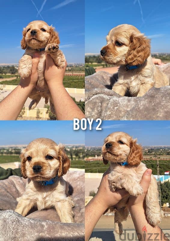 pure American cocker spaniel puppies جراوي كوكر سبانيل بيور 5