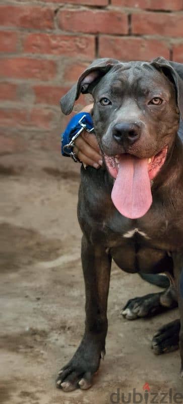 Cane Corso