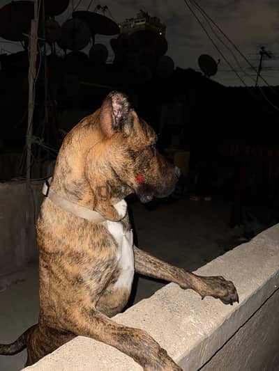 Presa canario