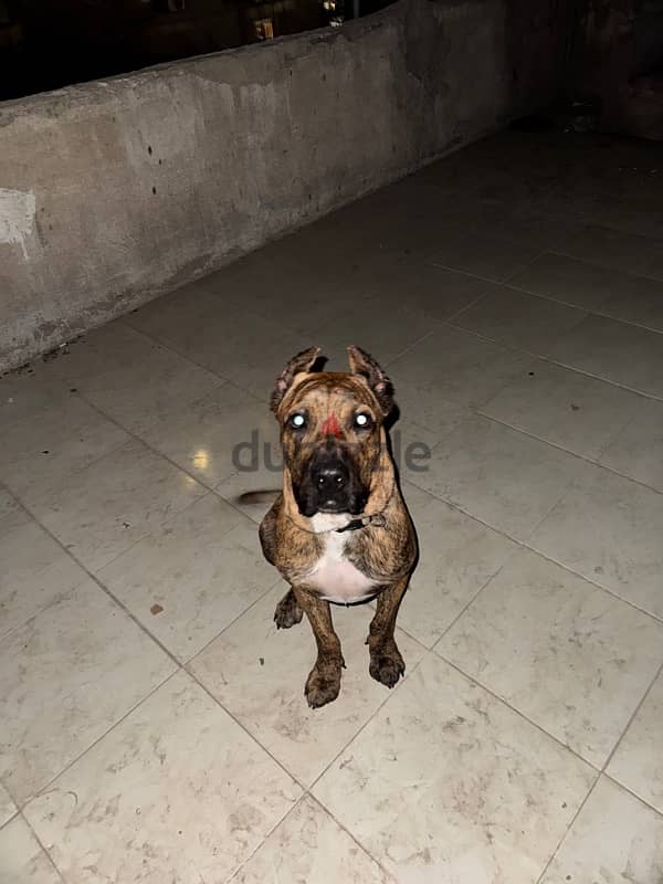 Presa canario 3