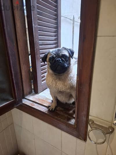 بنوته بج للبيع female pug