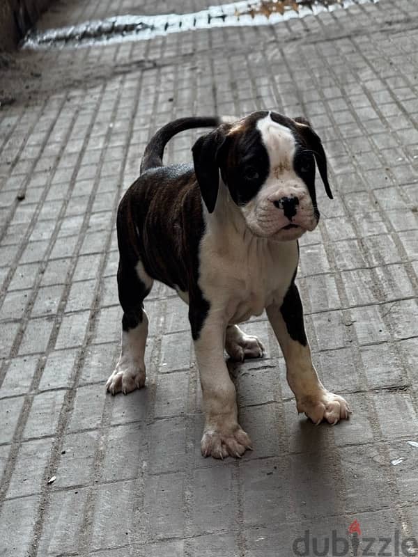 boxer dog كلب بوكسر 2