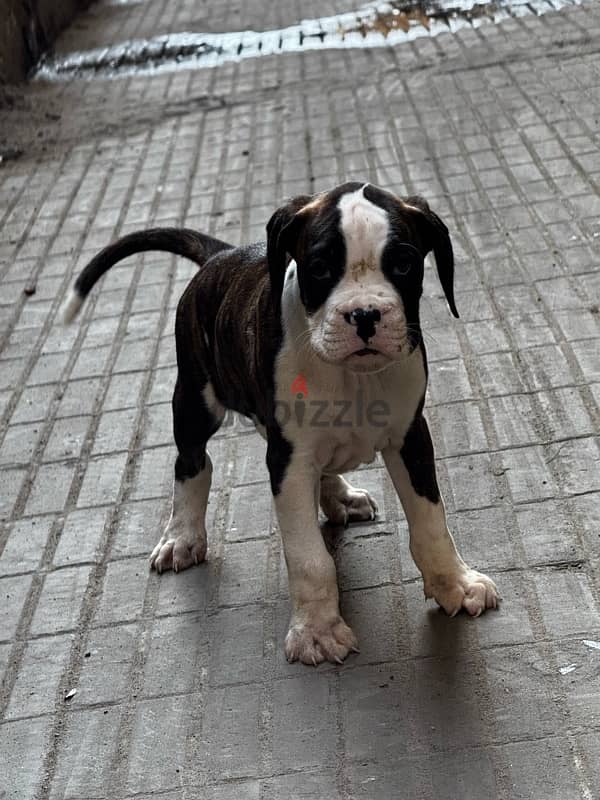 boxer dog كلب بوكسر 3