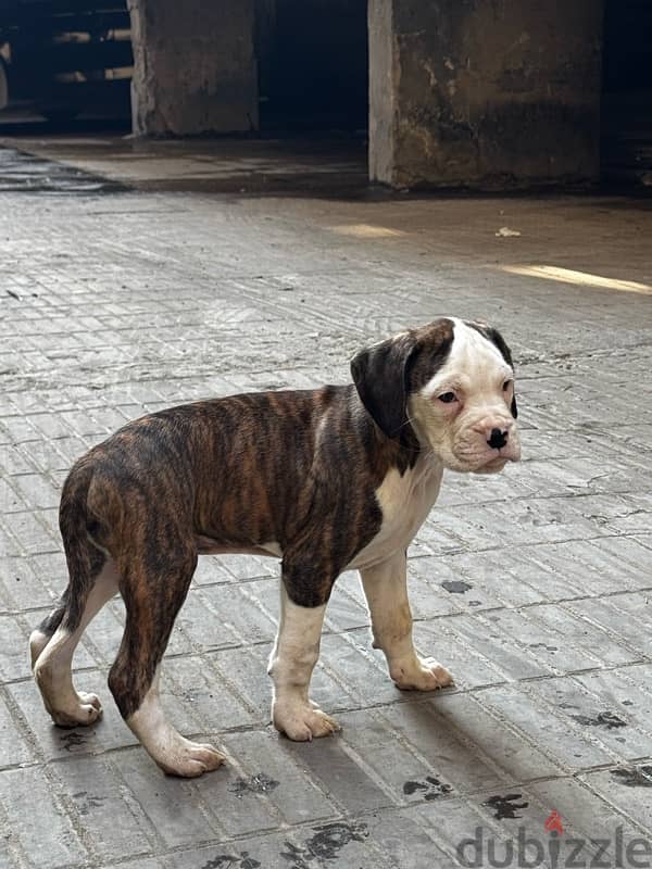 boxer dog كلب بوكسر 5