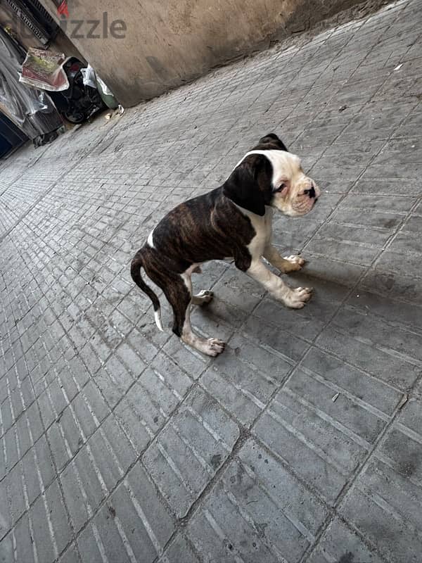 boxer dog كلب بوكسر 8