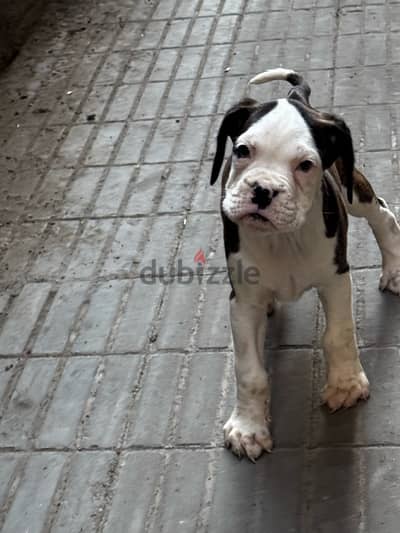 boxer dog كلب بوكسر