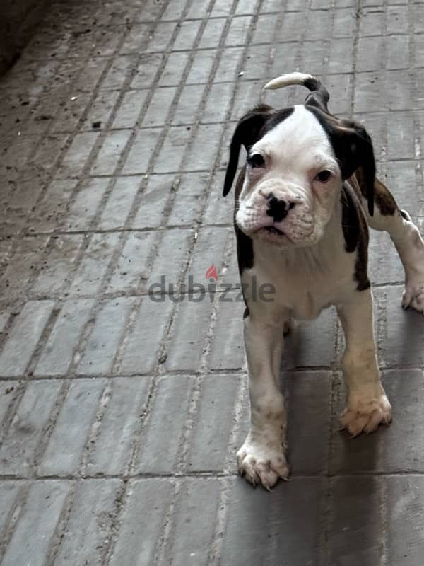 boxer dog كلب بوكسر 9