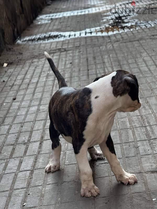 boxer dog كلب بوكسر 12