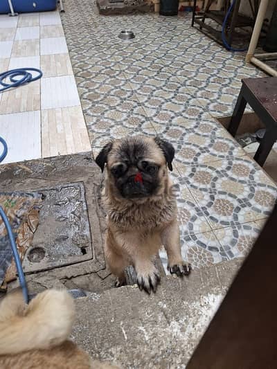 Female pug بنت بج