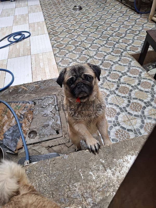 Female pug بنت بج 1