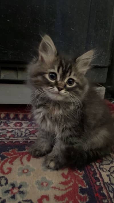 قطه شيرازي مون فيس. female sherazi cat