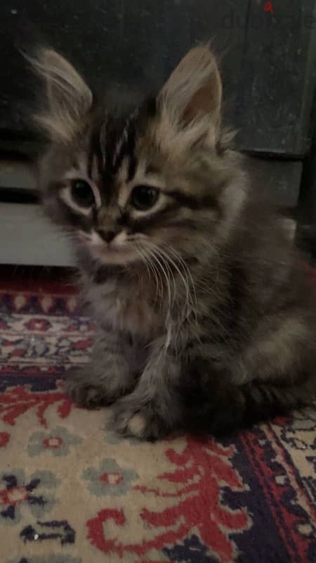 قطه شيرازي مون فيس. female sherazi cat 1