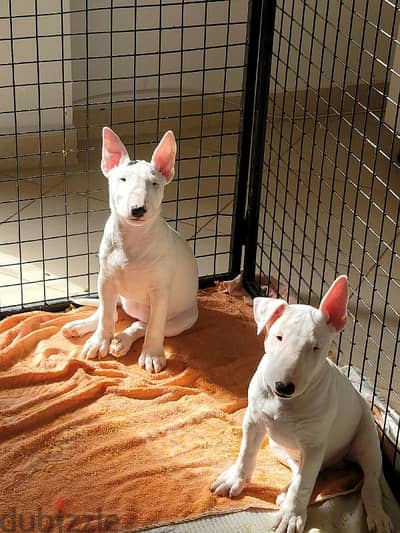 MINI BULL TERRIER