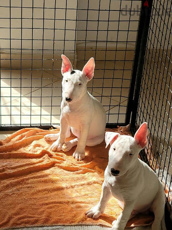 MINI BULL TERRIER 1