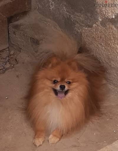 pomeranian