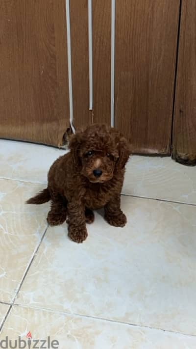 toy poodle puppy