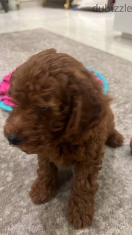 toy poodle puppy 2