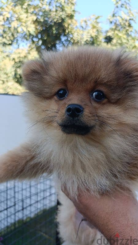 Pomeranian 1