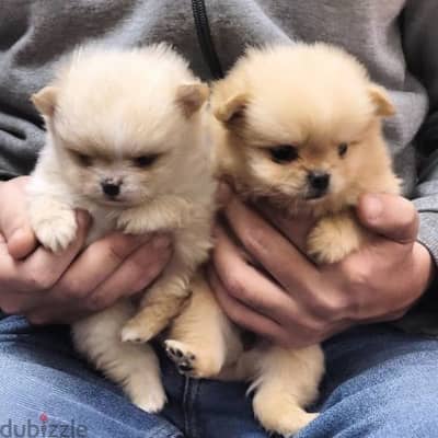 أجمل و اطعم ولد و بنت tcup pomeranian