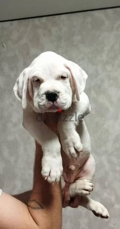 dogo Argentino puppies boys from Russia