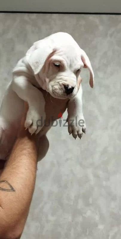 dogo Argentino puppies boys from Russia 1