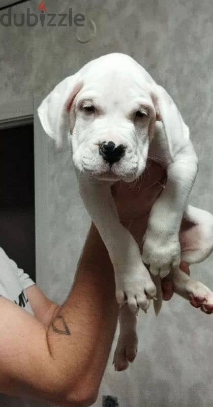 dogo Argentino puppies boys from Russia 2