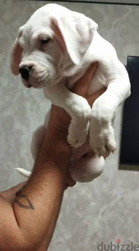 dogo Argentino puppies boys from Russia 3