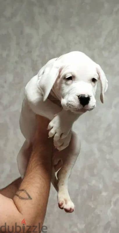 dogo Argentino puppies boys from Russia 4