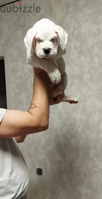 dogo Argentino puppies boys from Russia 5