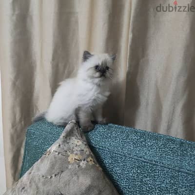 Himalayan mix with ragdoll