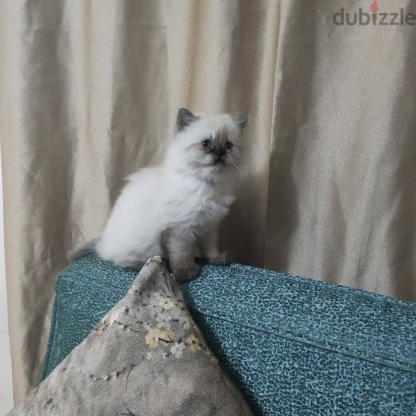 Himalayan mix with ragdoll 0