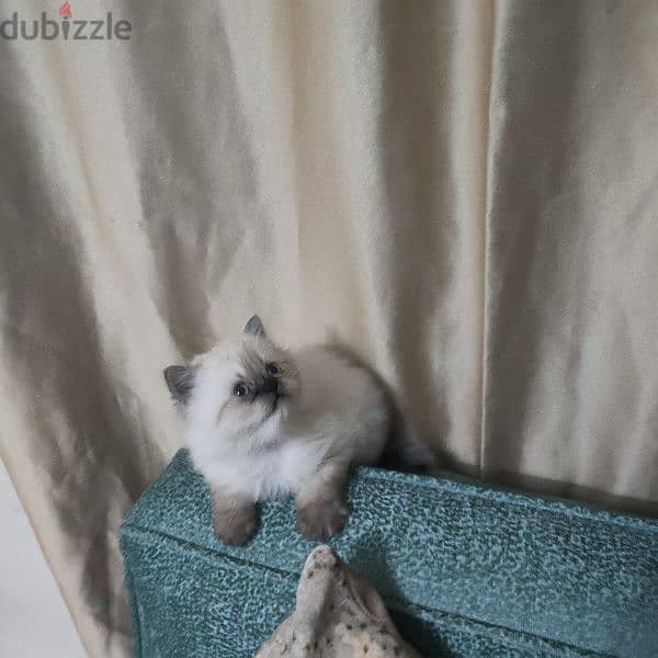 Himalayan mix with ragdoll 1