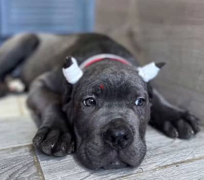 grey boy cane corso from Russia