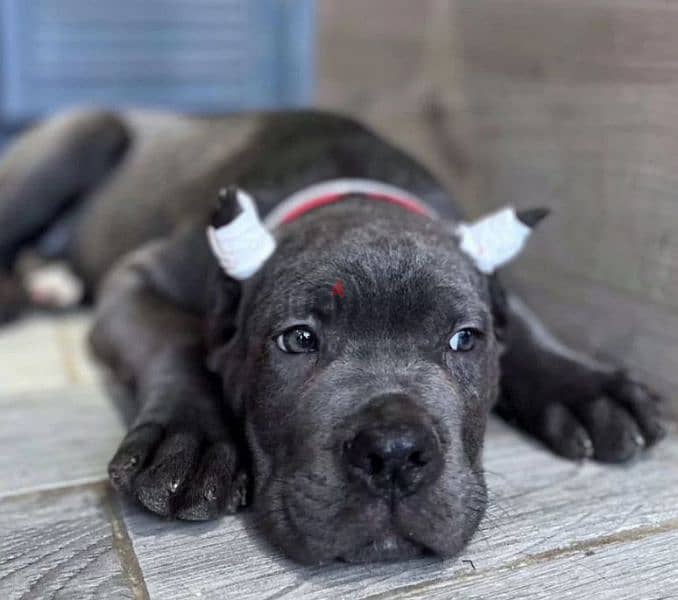 grey boy cane corso from Russia 0