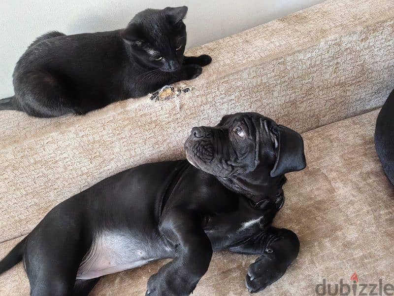 grey boy cane corso from Russia 1