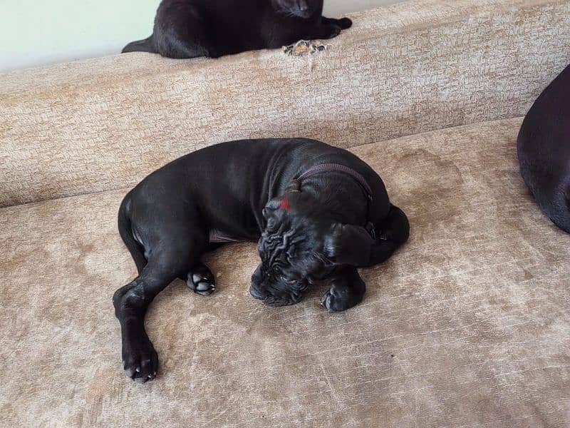 grey boy cane corso from Russia 2